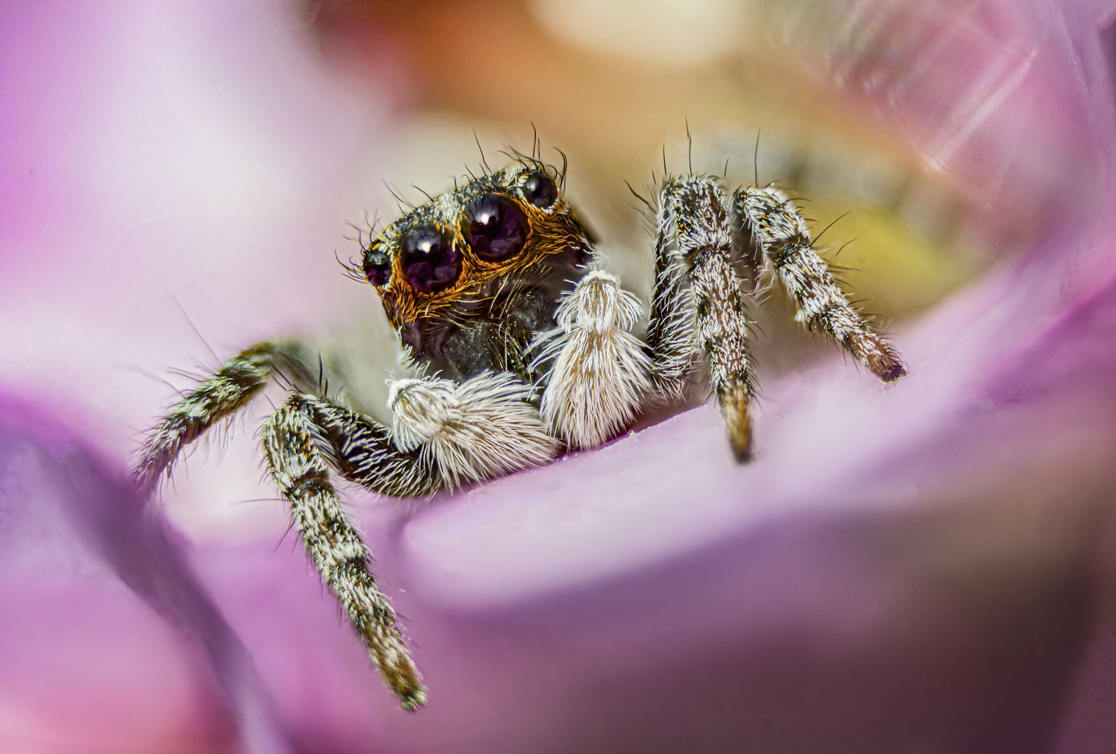 Focus-stacking of 29 shots, f/9, 1/80 sec, ISO100, merged in Photoshop