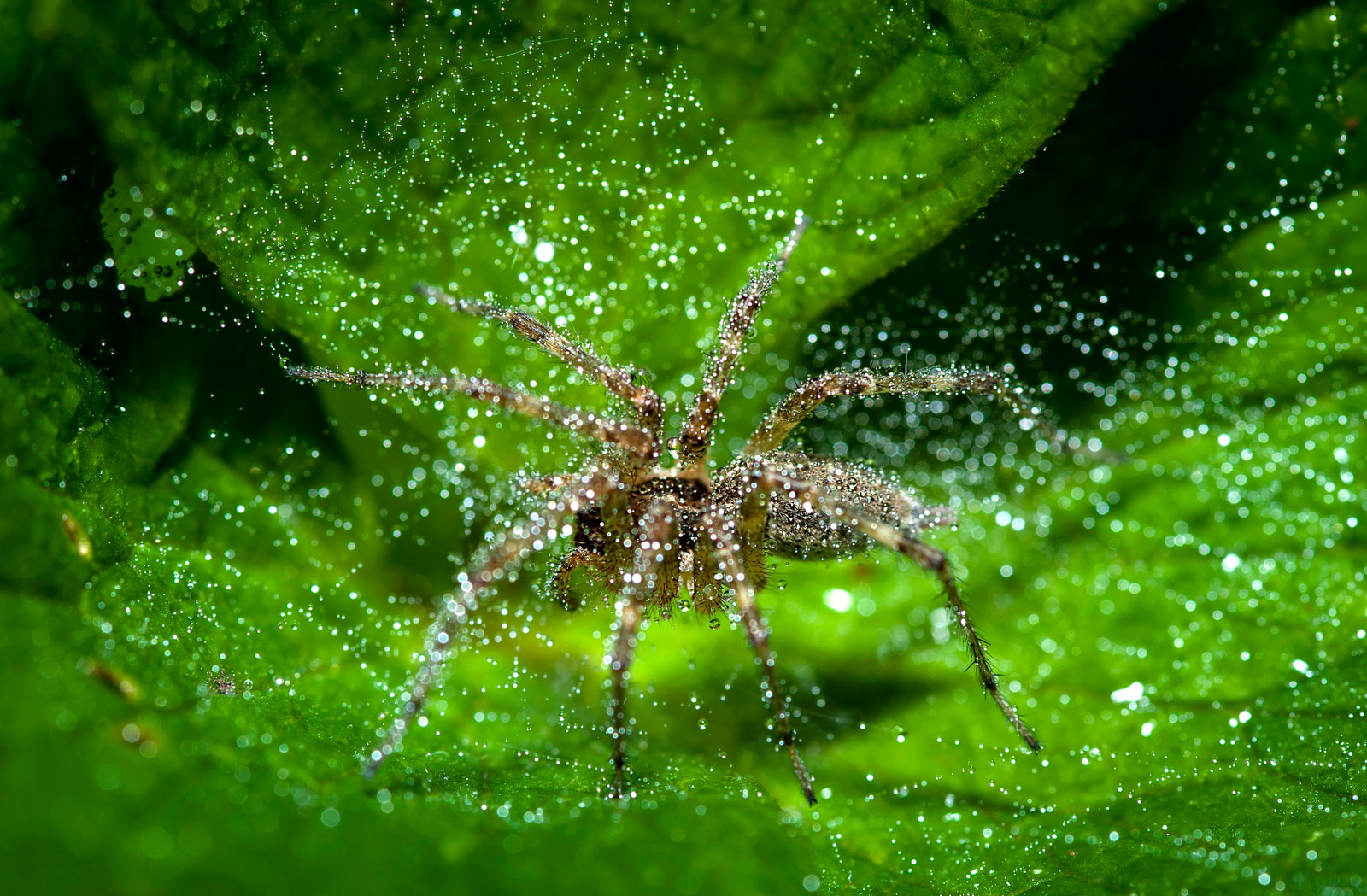 100mm, f/16, 1/200 sec, ISO200 with speedlite