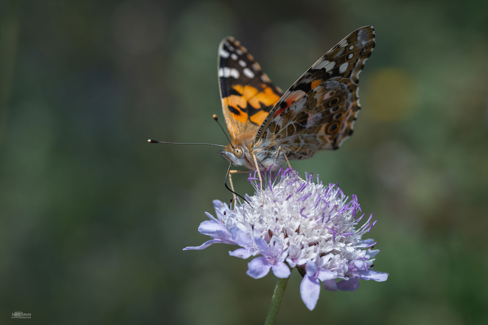 Julio Saura Gutierrez (Spain) | Tokina F&iacute;RIN 100mm F2.8 FE MACRO