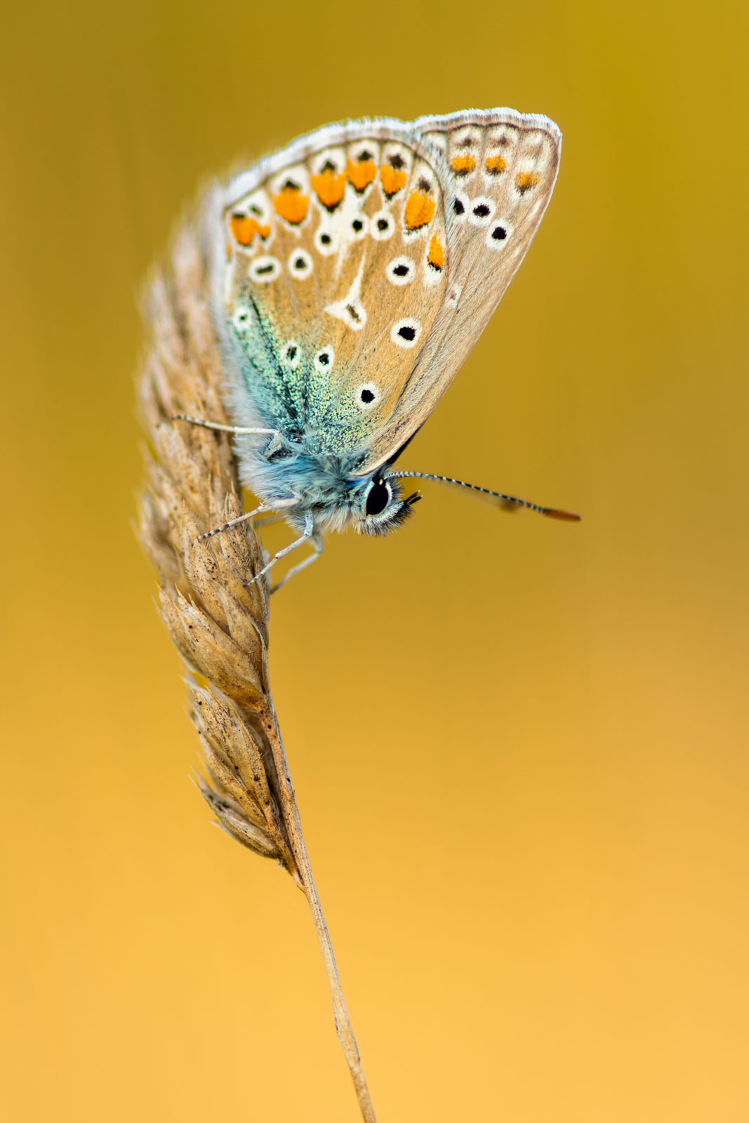 Kamil Daneels | Tokina AT-X M100 PRO D Macro (100mm f/2.8)