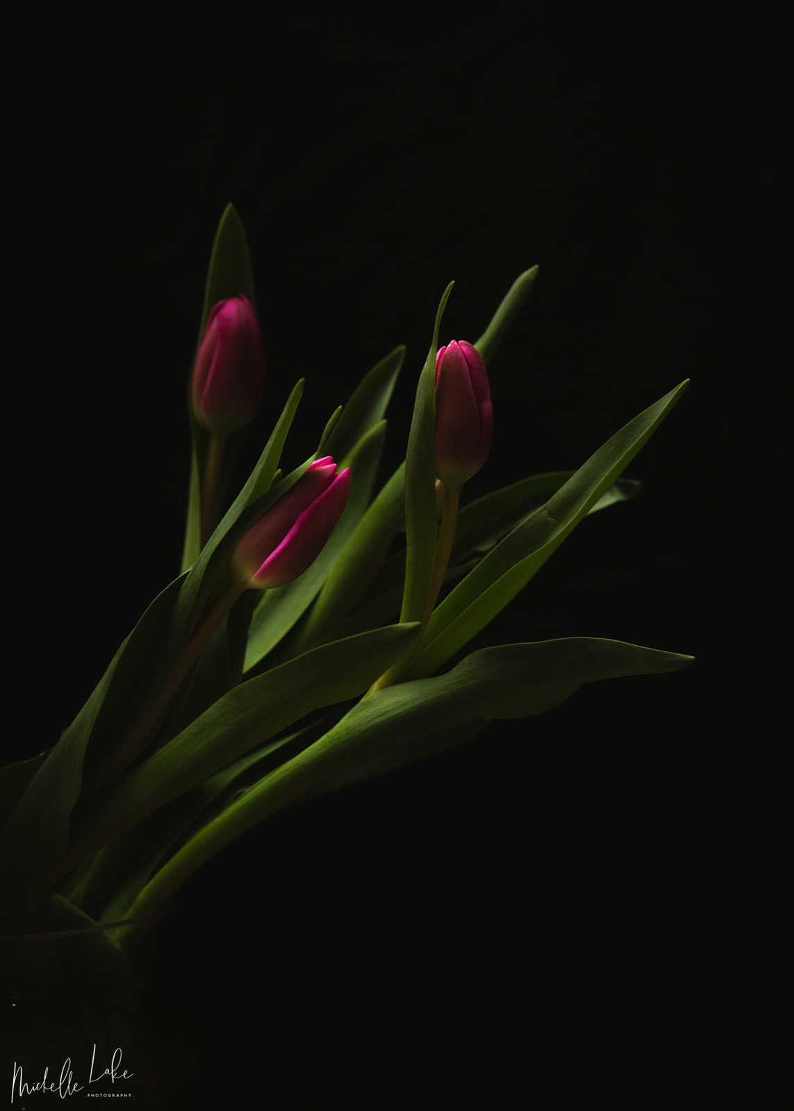 Fotografia Michael Lake - Kwiat w światłocieniach